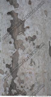 wood tree bark 0008